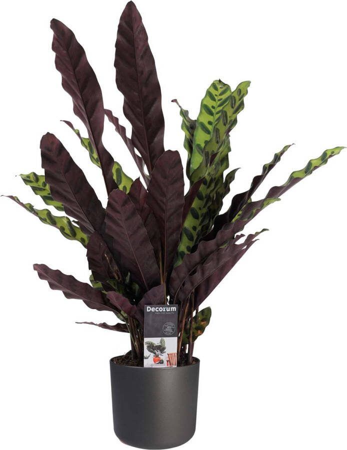 BOTANICLY Kamerplant van – Marantaceae incl. sierpot antraciet als set – Hoogte: 55 cm – Calathea Insigne