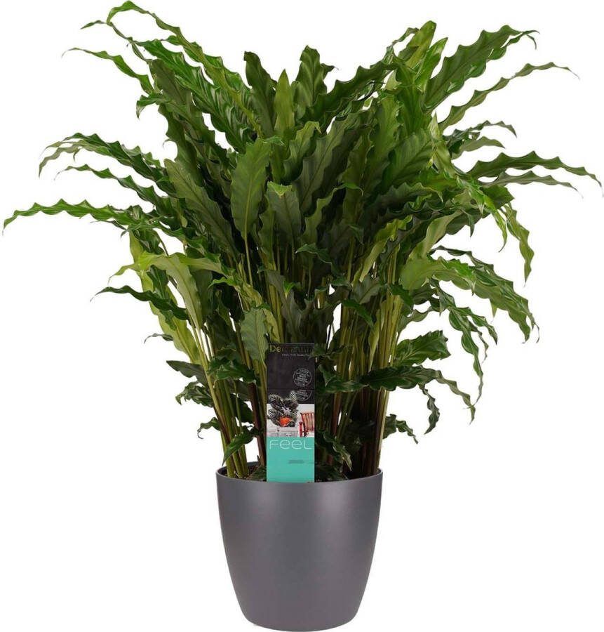BOTANICLY Kamerplant van – Marantaceae incl. sierpot antraciet als set – Hoogte: 60 cm – Calathea Bluestar