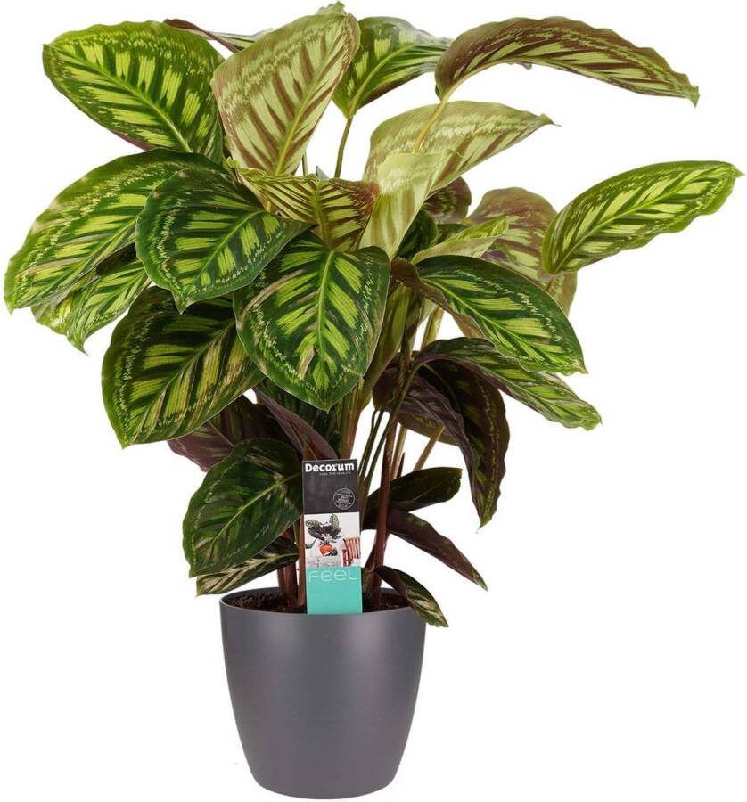 BOTANICLY Kamerplant van – Marantaceae incl. sierpot antraciet als set – Hoogte: 70 cm – Calathea Flamestar