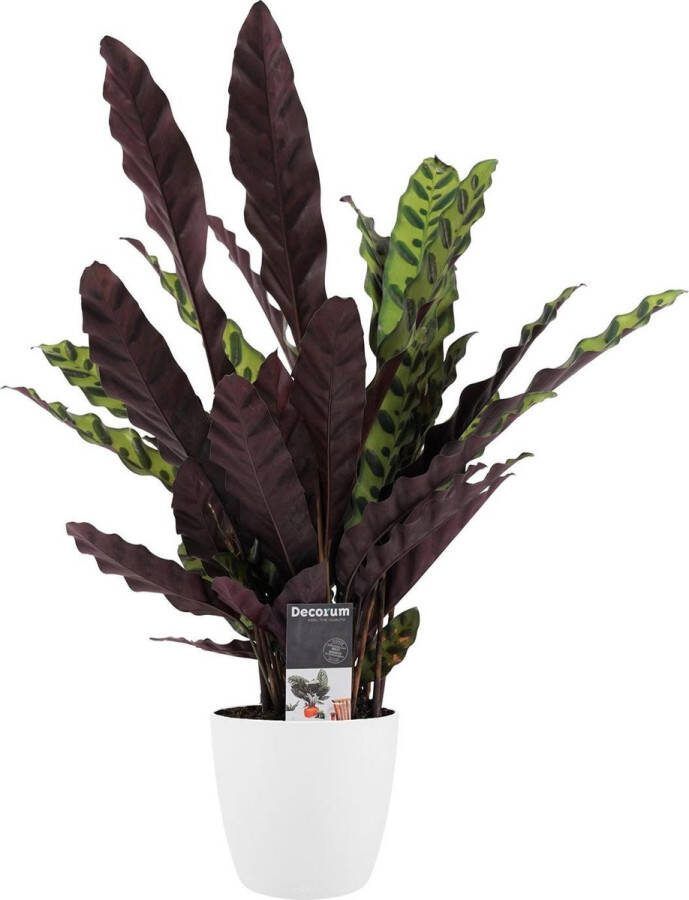 BOTANICLY Kamerplant van – Marantaceae incl. sierpot wit als set – Hoogte: 55 cm – Calathea Insigne