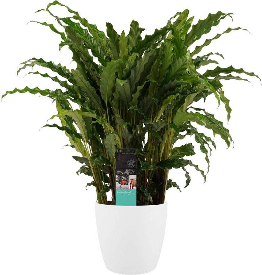BOTANICLY Kamerplant van – Marantaceae incl. sierpot wit als set – Hoogte: 60 cm – Calathea Bluestar