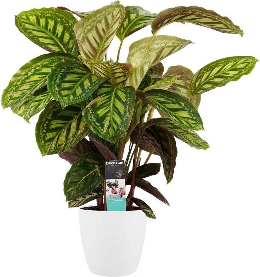 BOTANICLY Kamerplant van – Marantaceae incl. sierpot wit als set – Hoogte: 70 cm – Calathea Flamestar