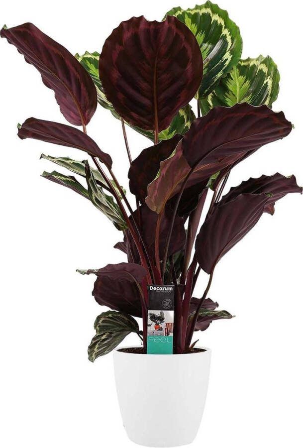 BOTANICLY Kamerplant van – Marantaceae incl. sierpot wit als set – Hoogte: 70 cm – Calathea Medaillon