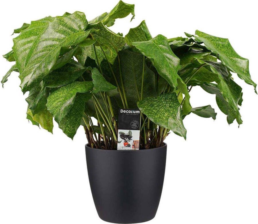BOTANICLY Kamerplant van – Marantaceae incl. sierpot zwart als set – Hoogte: 50 cm – Calathea Musaica Network