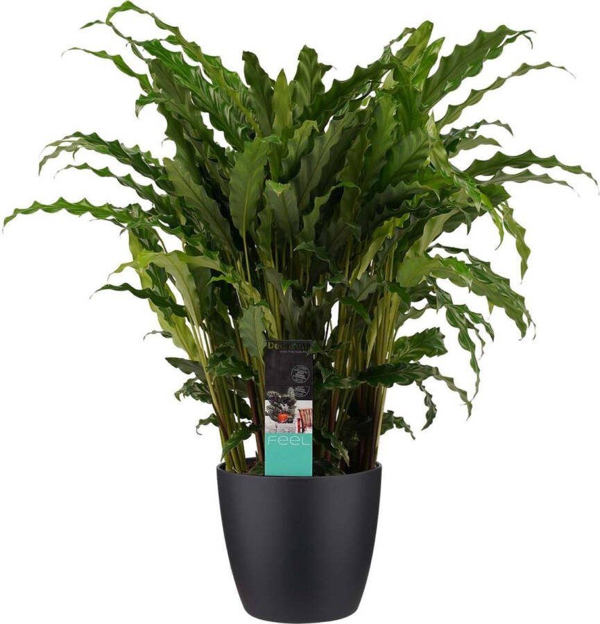BOTANICLY Kamerplant van – Marantaceae incl. sierpot zwart als set – Hoogte: 60 cm – Calathea Bluestar