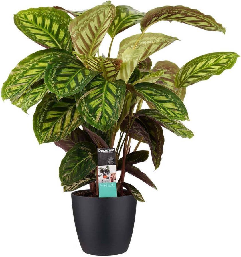 BOTANICLY Kamerplant van – Marantaceae incl. sierpot zwart als set – Hoogte: 70 cm – Calathea Flamestar