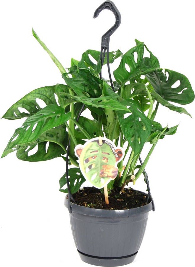 BOTANICLY Kamerplant van – Monstera Monkey Mask – Hoogte: 40 cm – Monstera Obliqua Monkey