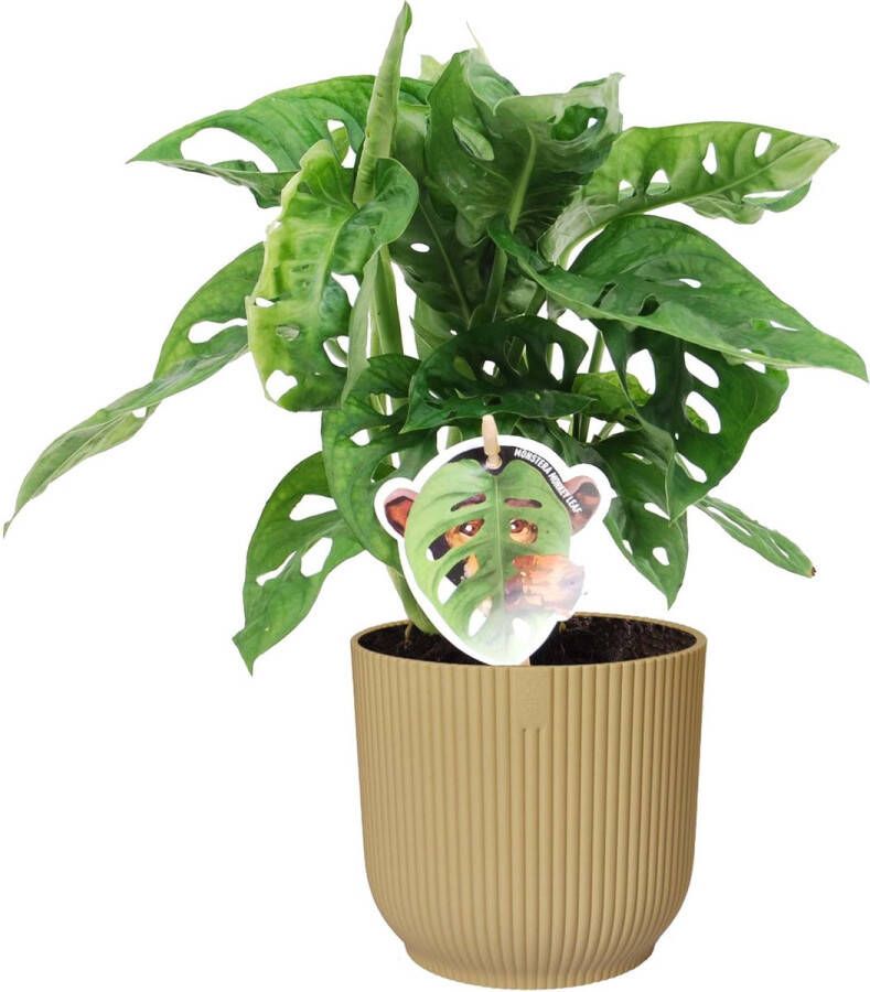 BOTANICLY Kamerplant van – Monstera Monkey Mask in beige ELHO plastic pot als set – Hoogte: 35 cm – Monstera Obliqua Monkey