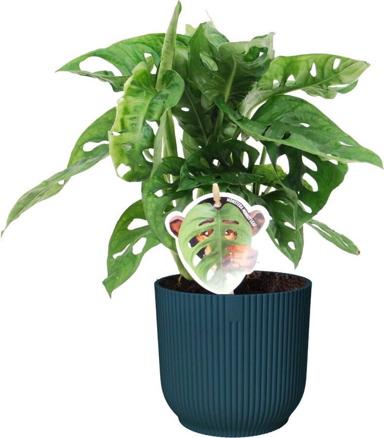 BOTANICLY Kamerplant van – Monstera Monkey Mask in blauw ELHO plastic pot als set – Hoogte: 35 cm – Monstera Obliqua Monkey