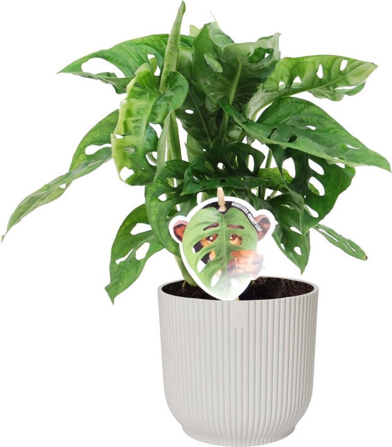 BOTANICLY Kamerplant van – Monstera Monkey Mask in witte ELHO plastic pot als set – Hoogte: 35 cm – Monstera Obliqua Monkey