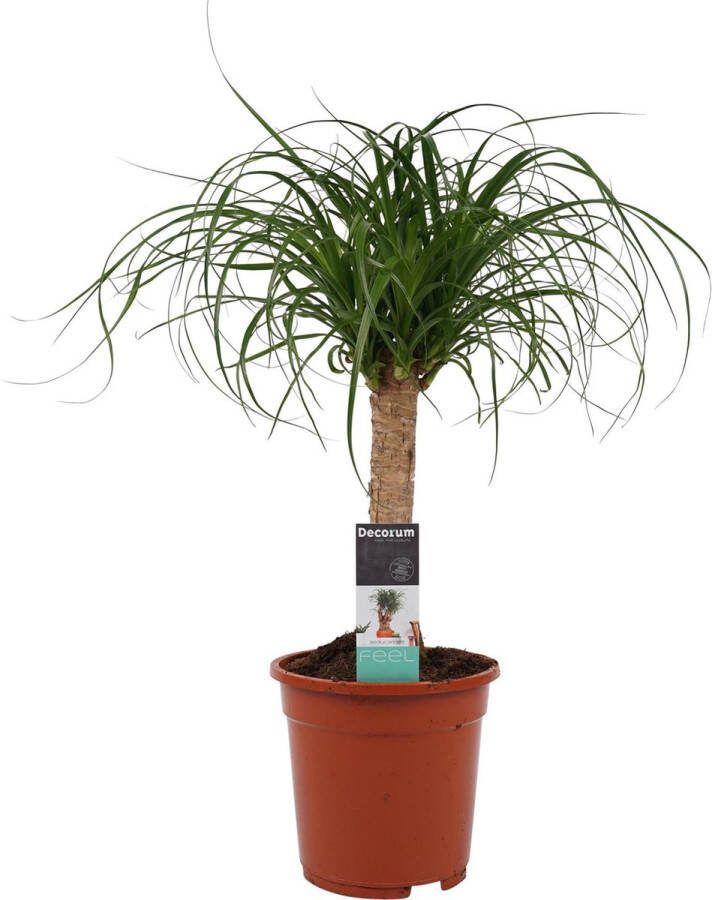 BOTANICLY Kamerplant van – Olifantenpoot – Hoogte: 55 cm – Beaucarnea