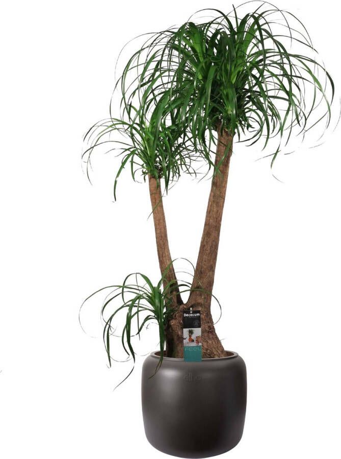 BOTANICLY Kamerplant van – Olifantenpoot – Hoogte: 90 cm – Beaucarnea