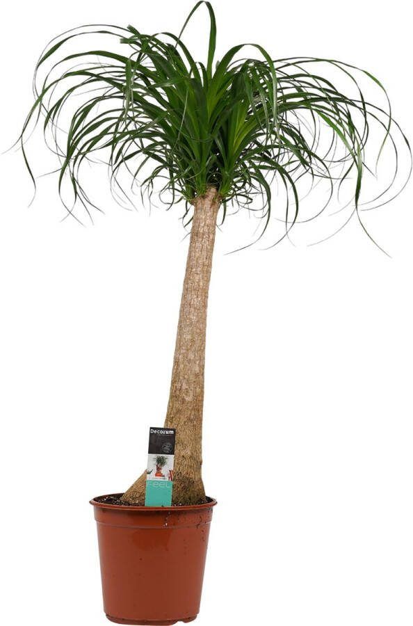 BOTANICLY Kamerplant van – Olifantenpoot – Hoogte: 90 cm – Beaucarnea