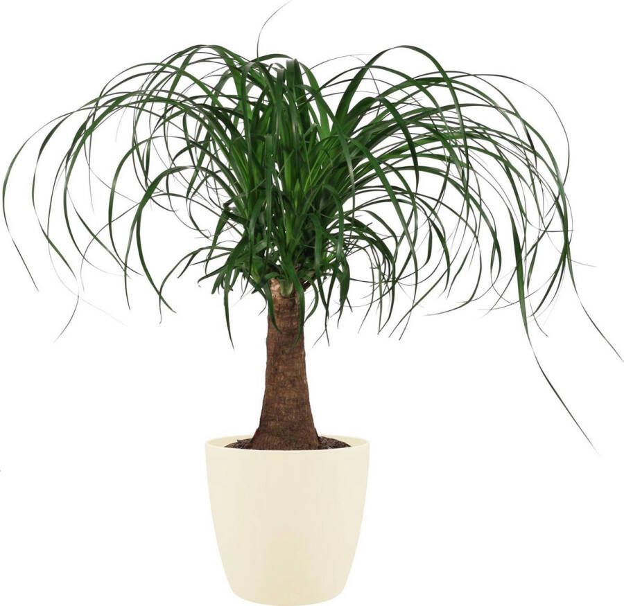 BOTANICLY Kamerplant van – Olifantenpoot incl. crème kleurig sierpot als set – Hoogte: 55 cm – Beaucarnea
