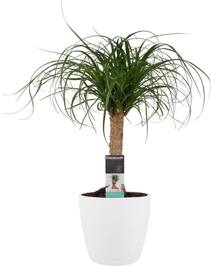 BOTANICLY Kamerplant van – Olifantenpoot incl. sierpot wit als set – Hoogte: 55 cm – Beaucarnea