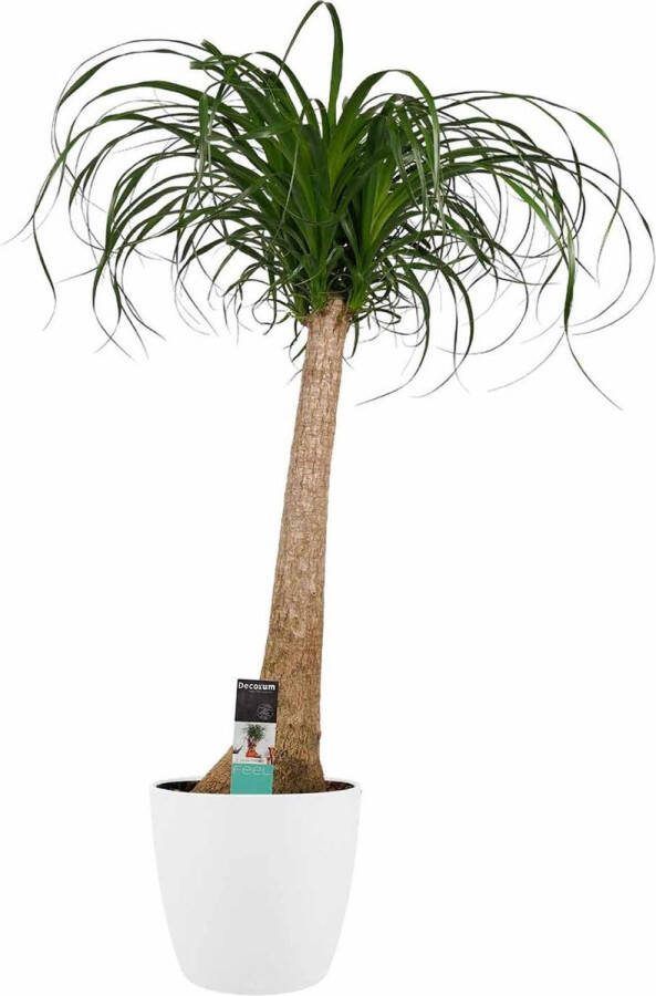 BOTANICLY Kamerplant van – Olifantenpoot incl. sierpot wit als set – Hoogte: 90 cm – Beaucarnea