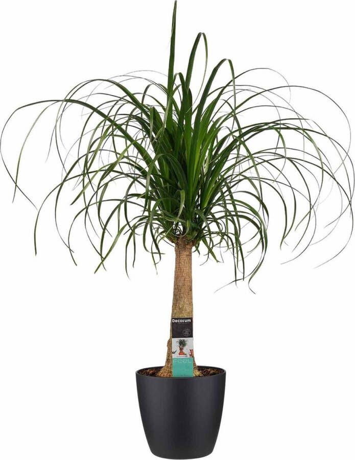 BOTANICLY Kamerplant van – Olifantenpoot incl. sierpot zwart als set – Hoogte: 70 cm – Beaucarnea