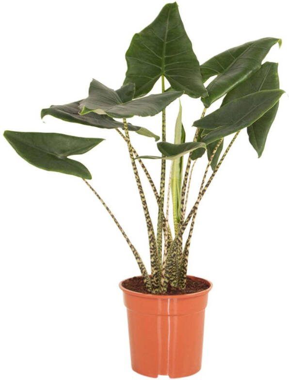 BOTANICLY Kamerplant van – Olifantsoor – Hoogte: 100 cm – Alocasia Zebrina