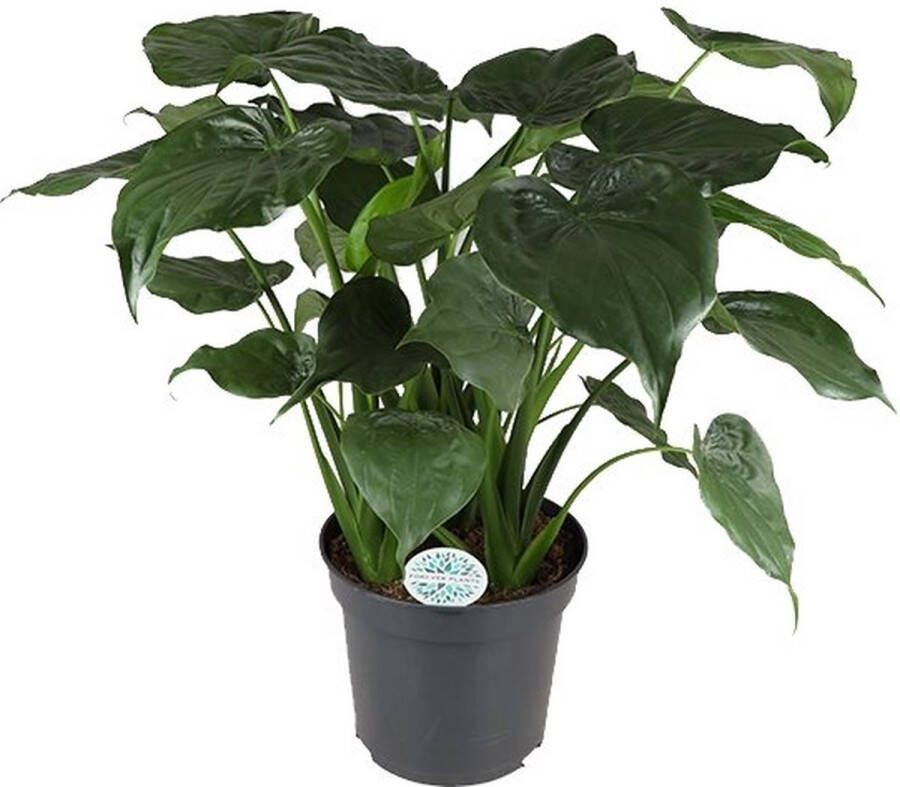 BOTANICLY Kamerplant van – Olifantsoor – Hoogte: 130 cm – Alocasia Cucullata