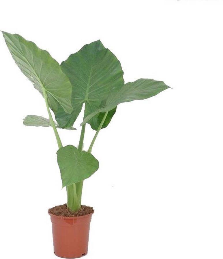 BOTANICLY Kamerplant van – Olifantsoor – Hoogte: 60 cm – Alocasia Macrorrhiza