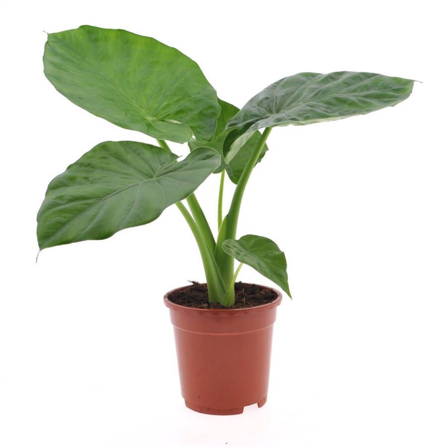 BOTANICLY Kamerplant van – Olifantsoor – Hoogte: 65 cm – Alocasia Macrorrhiza