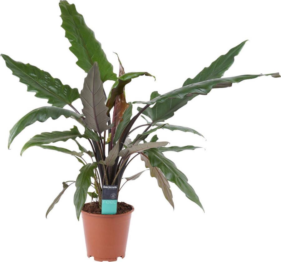 BOTANICLY Kamerplant van – Olifantsoor – Hoogte: 70 cm – Alocasia Lauterbachiana