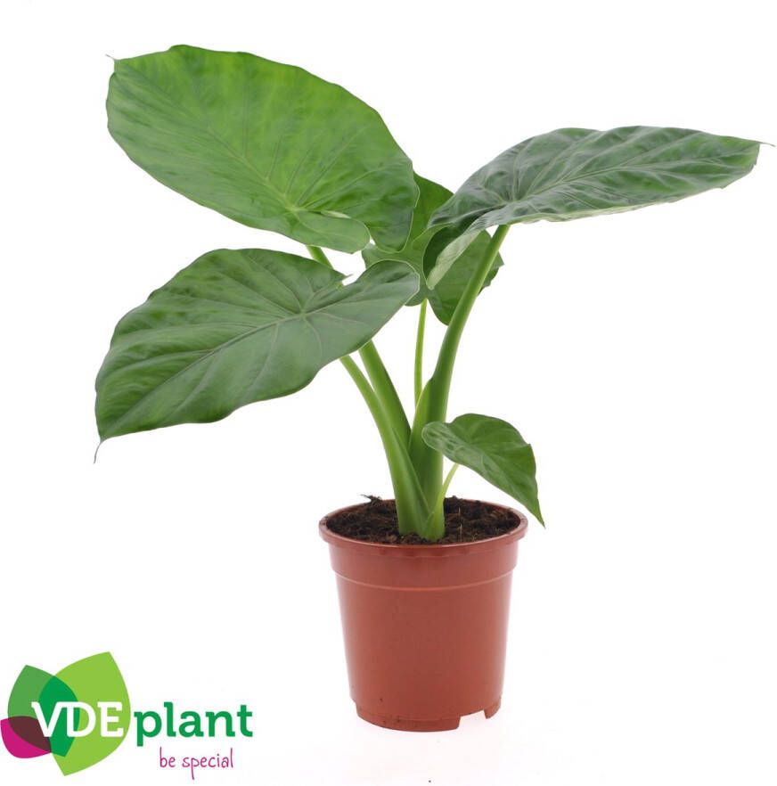 BOTANICLY Kamerplant van – Olifantsoor – Hoogte: 70 cm – Alocasia Macrorrhiza