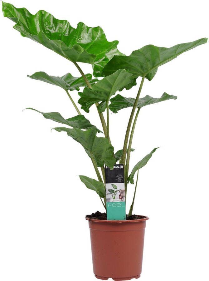 BOTANICLY Kamerplant van – Olifantsoor – Hoogte: 90 cm – Alocasia portodora