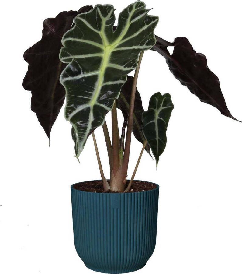 BOTANICLY Kamerplant van – Olifantsoor in blauw ELHO plastic pot als set – Hoogte: 35 cm – Alocasia Sanderiana Polly