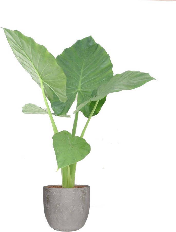 BOTANICLY Kamerplant van – Olifantsoor in grijs Keramisch pot 'MICA' als set – Hoogte: 50 cm – Alocasia Macrorrhiza