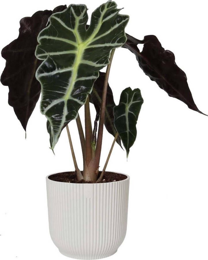 BOTANICLY Kamerplant van – Olifantsoor in witte ELHO plastic pot als set – Hoogte: 35 cm – Alocasia Sanderiana Polly
