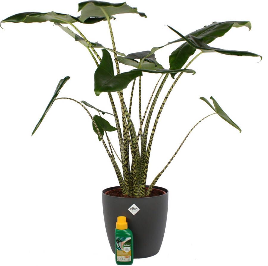 BOTANICLY Kamerplant van – Olifantsoor incl. sierpot antraciet + 250 ml kunstmest als set – Hoogte: 100 cm – Alocasia Zebrina