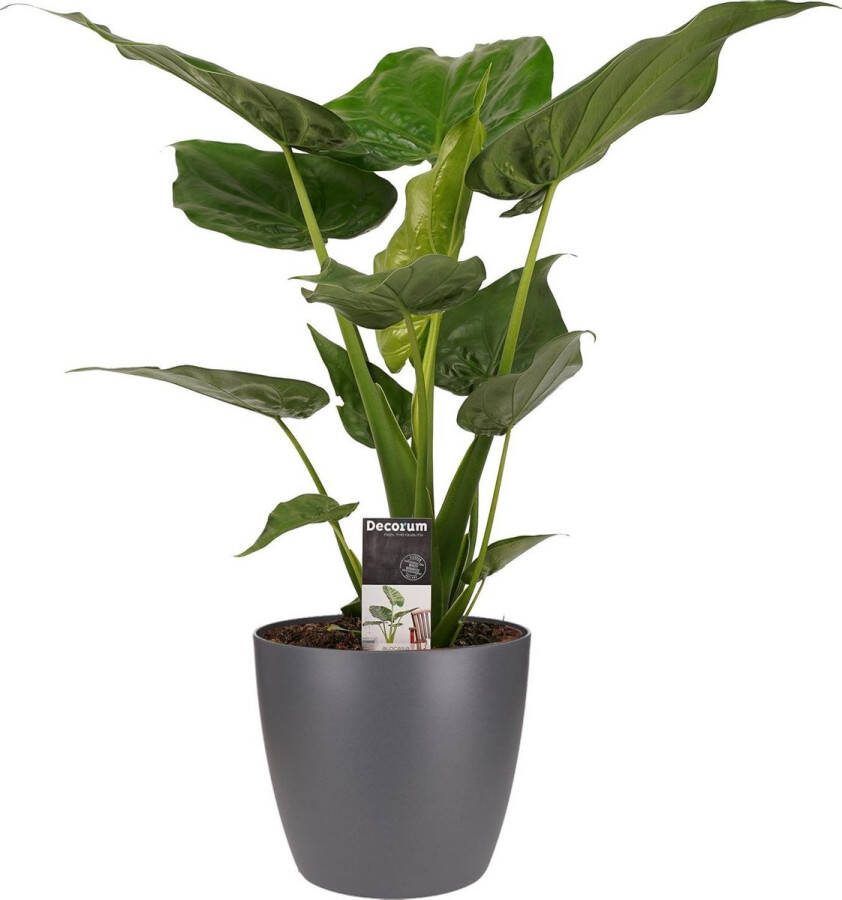 BOTANICLY Kamerplant van – Olifantsoor incl. sierpot antraciet als set – Hoogte: 65 cm – Alocasia Cucullata