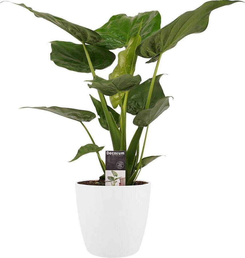 BOTANICLY Kamerplant van – Olifantsoor incl. sierpot wit als set – Hoogte: 65 cm – Alocasia Cucullata