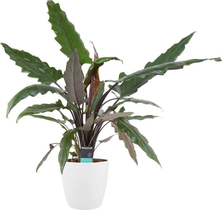BOTANICLY Kamerplant van – Olifantsoor incl. sierpot wit als set – Hoogte: 70 cm – Alocasia Lauterbachiana