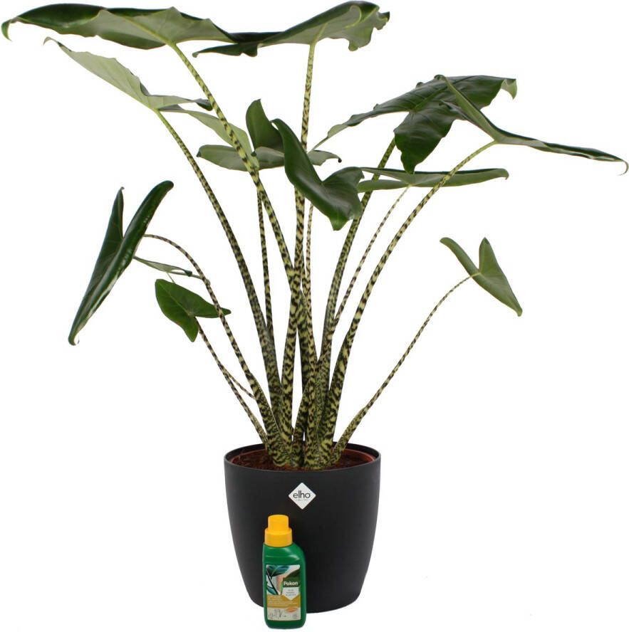 BOTANICLY Kamerplant van – Olifantsoor incl. sierpot zwart + 250 ml kunstmest als set – Hoogte: 100 cm – Alocasia Zebrina