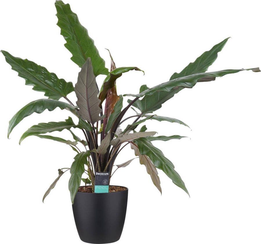 BOTANICLY Kamerplant van – Olifantsoor incl. sierpot zwart als set – Hoogte: 70 cm – Alocasia Lauterbachiana