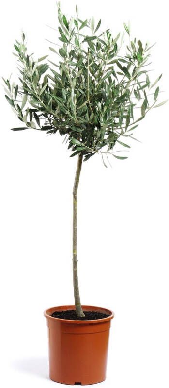 BOTANICLY Kamerplant van – Olijf boom – Hoogte: 100 cm – Olea europeae