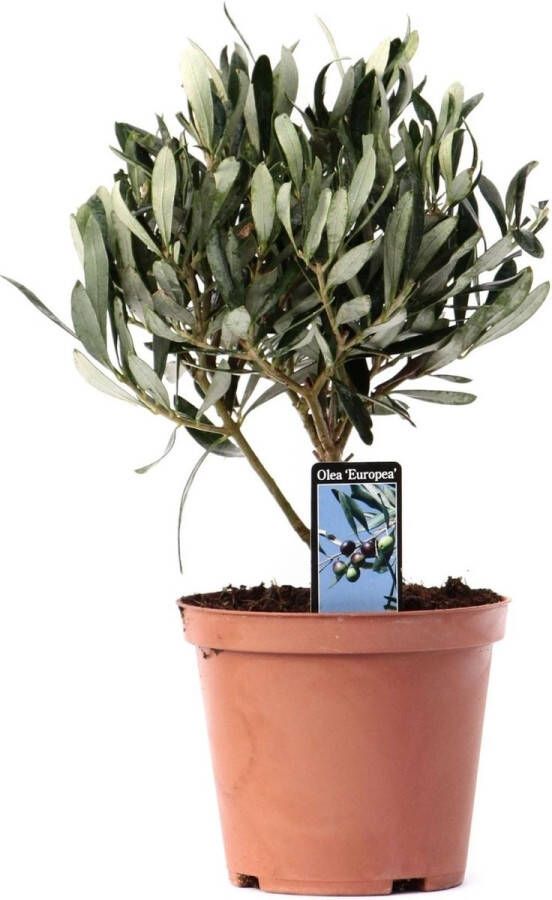 BOTANICLY Kamerplant van – Olijf boom – Hoogte: 21 cm – Olea europeae