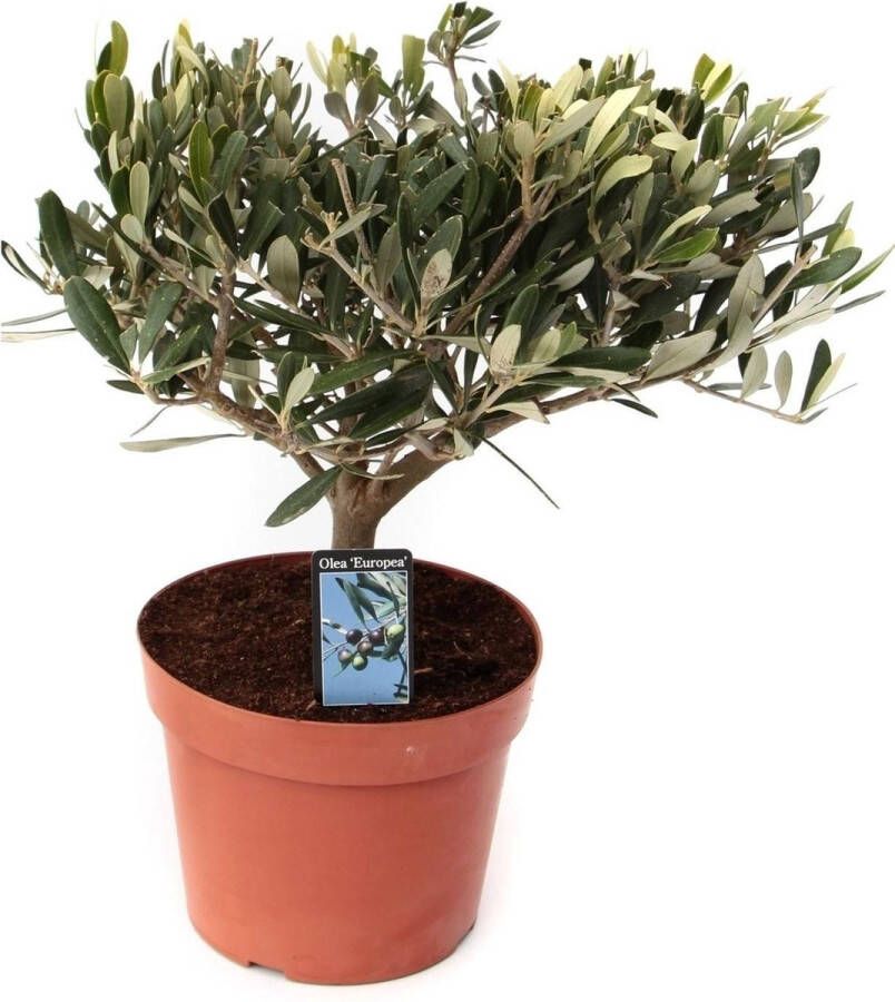 BOTANICLY Kamerplant van – Olijf boom – Hoogte: 35 cm – Olea europeae