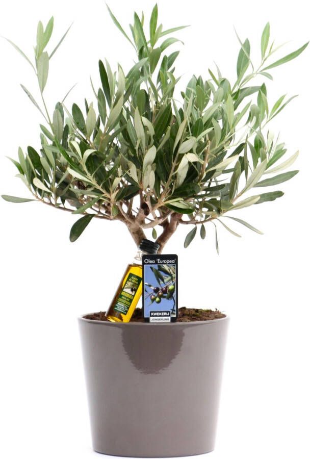 BOTANICLY Kamerplant van – Olijf boom – Hoogte: 40 cm – Olea europeae