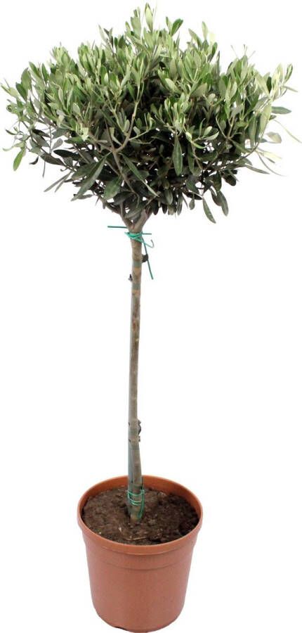 BOTANICLY Kamerplant van – Olijf boom – Hoogte: 89 cm – Olea europeae