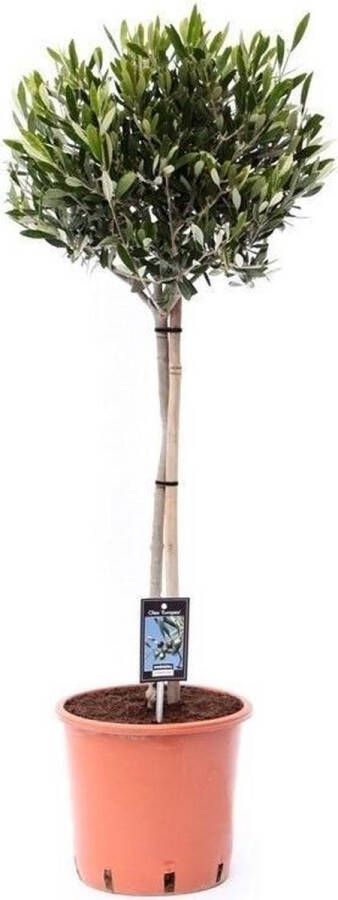 BOTANICLY Kamerplant van – Olijf boom – Hoogte: 90 cm – Olea europeae