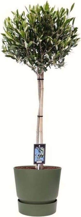 BOTANICLY Kamerplant van – Olijf boom in groente ELHO plastic pot als set – Hoogte: 90 cm – Olea europeae