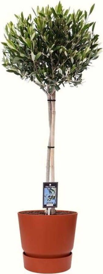 BOTANICLY Kamerplant van – Olijf boom in roodbruin ELHO plastic pot als set – Hoogte: 90 cm – Olea europeae