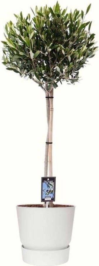 BOTANICLY Kamerplant van – Olijf boom in witte ELHO plastic pot als set – Hoogte: 90 cm – Olea europeae