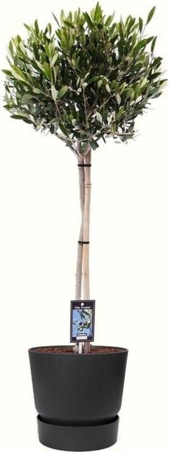 BOTANICLY Kamerplant van – Olijf boom in zwart ELHO plastic pot als set – Hoogte: 90 cm – Olea europeae