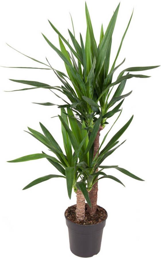 BOTANICLY Kamerplant van – Palmlelie – Hoogte: 110 cm – Yucca