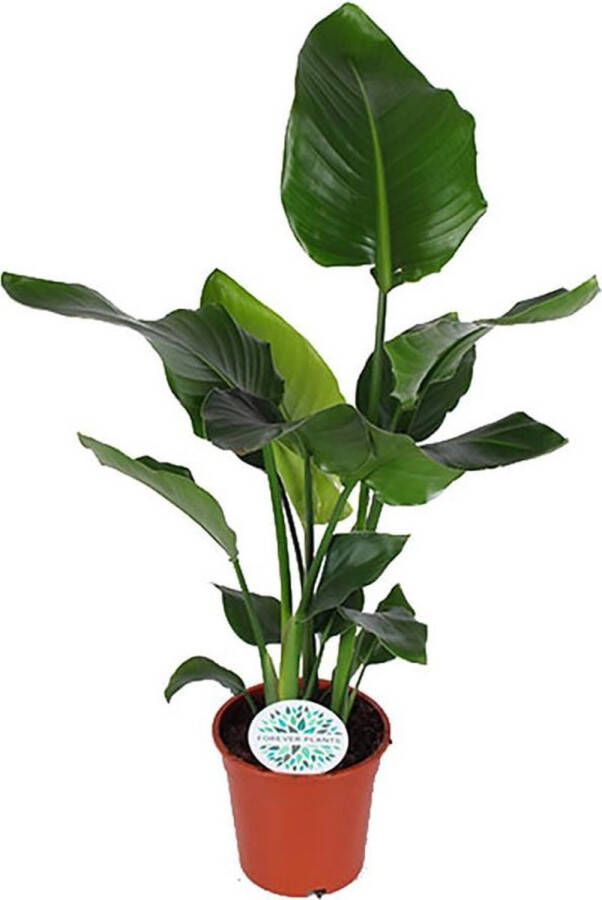 BOTANICLY Kamerplant van – Paradijsvogelbloem – Hoogte: 80 cm – Strelitzia Nicolai