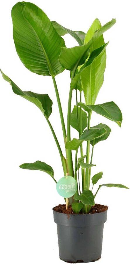 BOTANICLY Kamerplant van – Paradijsvogelbloem – Hoogte: 90 cm – Strelitzia Nicolai